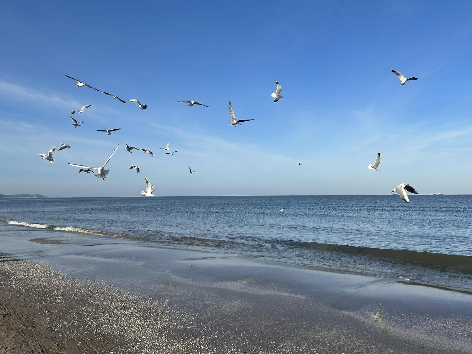 Pension Wald Und See Heringsdorf (Usedom) Exterior foto